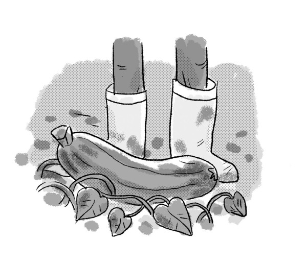 Chapitre1Courgette